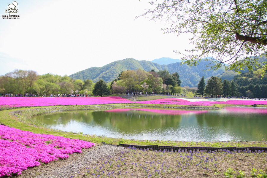 富士芝櫻祭 日本旅遊 日本必遊 推薦富士芝櫻-1112.jpg