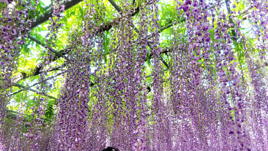 足利紫藤花-145553.jpg