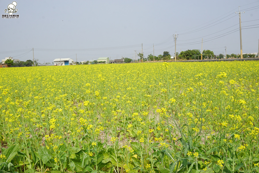 嘉義太保 花海 (3 - 28).jpg