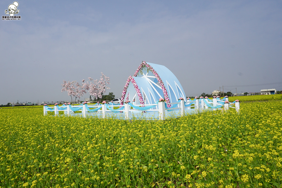 嘉義太保 花海 (8 - 28).jpg