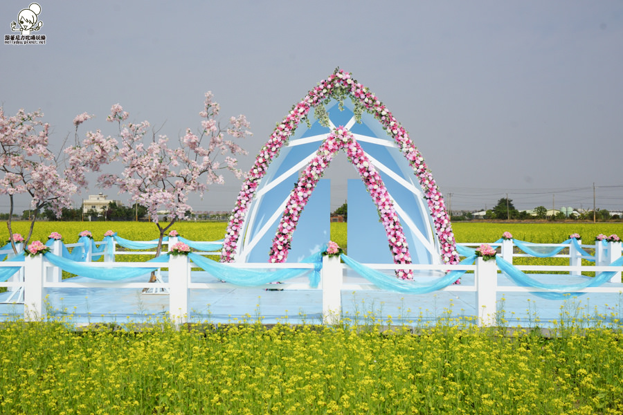 嘉義太保 花海 (15 - 28).jpg