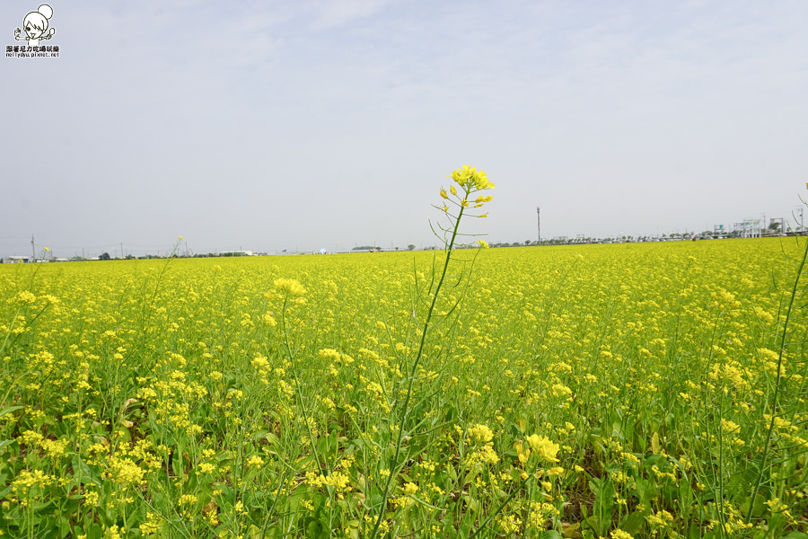 嘉義太保 花海 (19 - 28).jpg