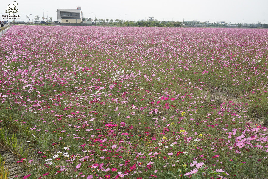 嘉義太保 花海 (20 - 28).jpg