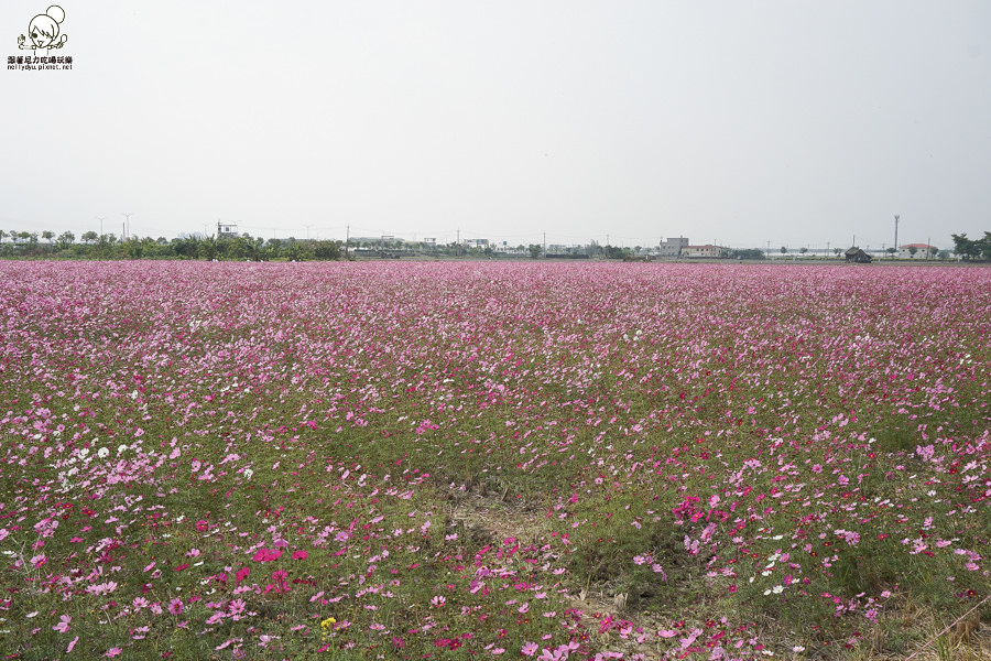 嘉義太保 花海 (21 - 28).jpg