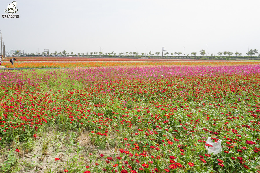 嘉義太保 花海 (22 - 28).jpg