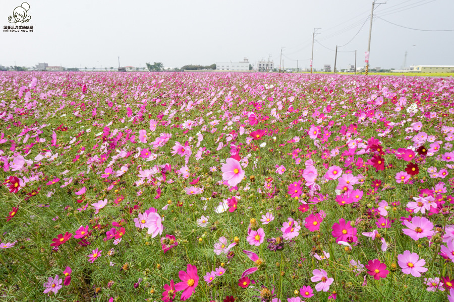 嘉義太保 花海 (23 - 28).jpg