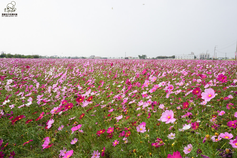 嘉義太保 花海 (24 - 28).jpg