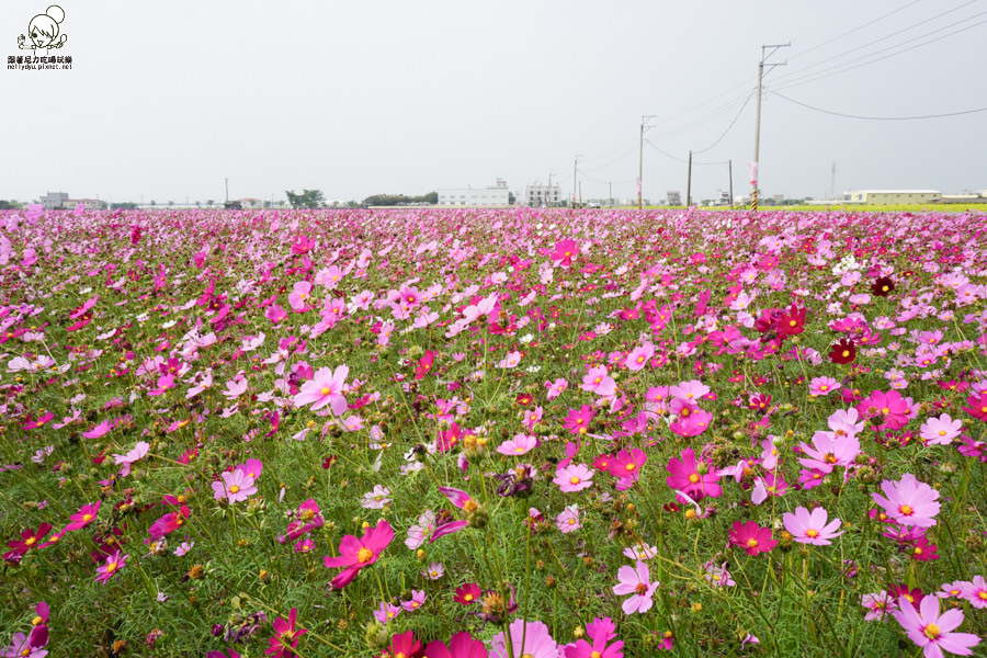 嘉義太保 花海 (25 - 28).jpg