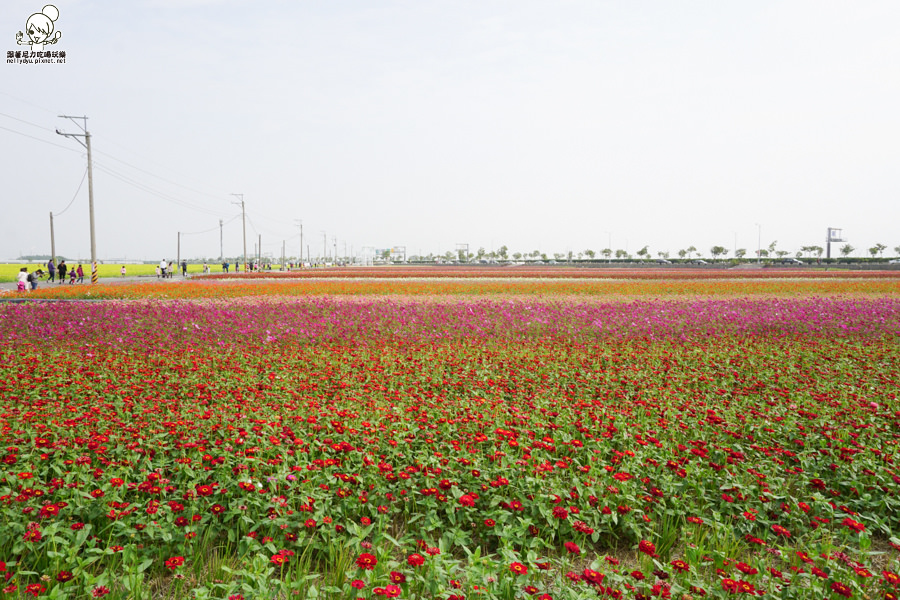 嘉義太保 花海 (26 - 28).jpg