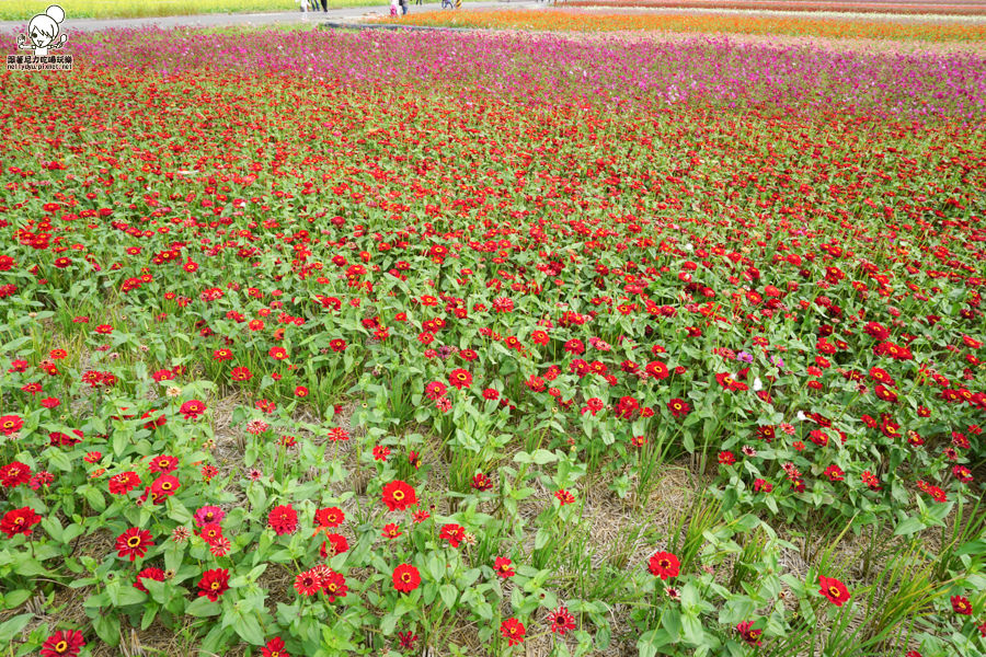 嘉義太保 花海 (27 - 28).jpg