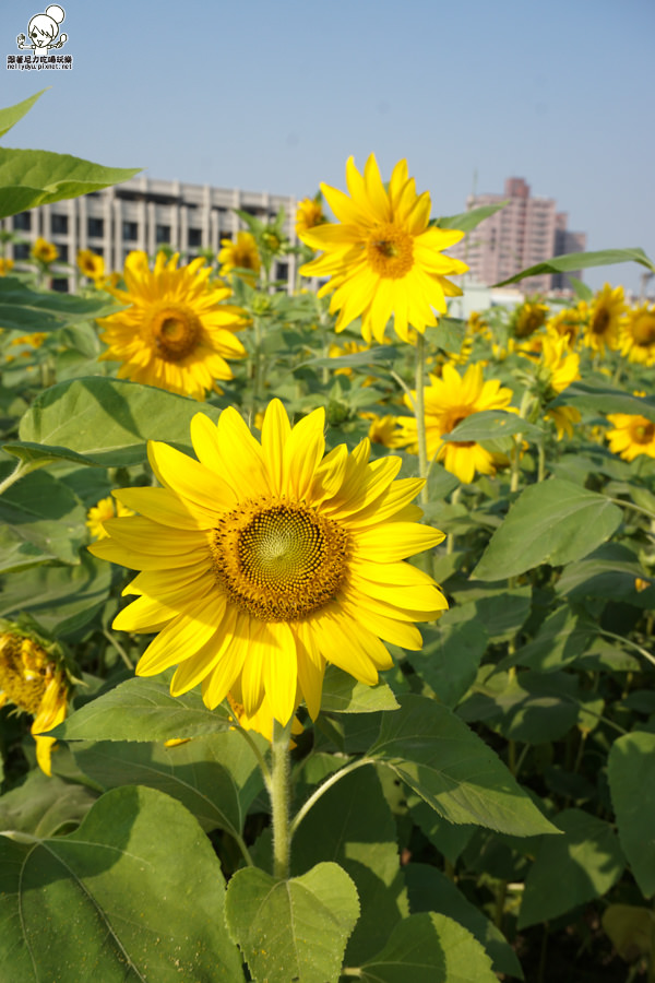 花田喜事 橋頭景點 橋頭花海 (5 - 38).jpg