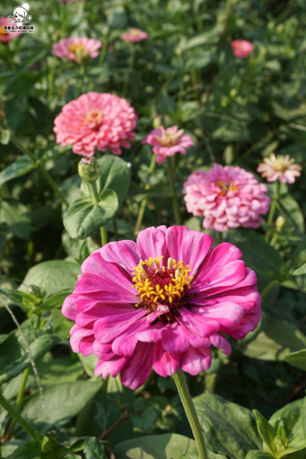 花田喜事 橋頭景點 橋頭花海 (4 - 38).jpg