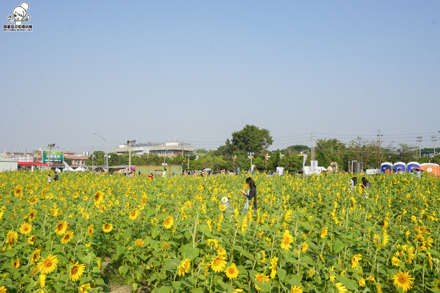 花田喜事 橋頭景點 橋頭花海 (7 - 38).jpg