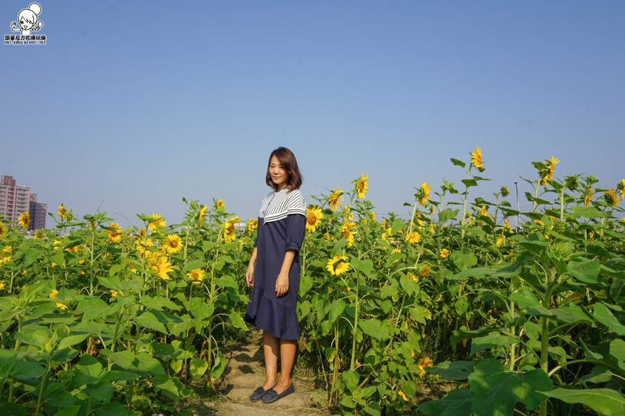 花田喜事 橋頭景點 橋頭花海 (10 - 38).jpg