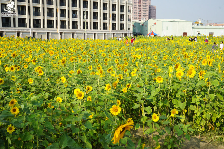 花田喜事 橋頭景點 橋頭花海 (14 - 38).jpg