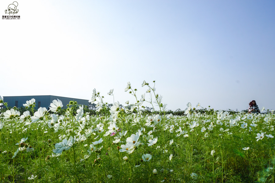 花田喜事 橋頭景點 橋頭花海 (17 - 38).jpg