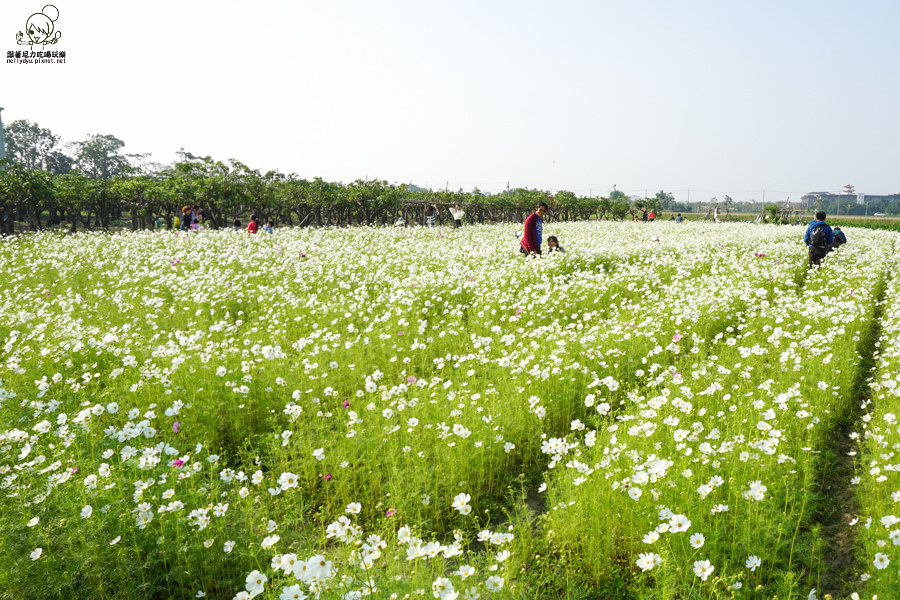 花田喜事 橋頭景點 橋頭花海 (19 - 38).jpg