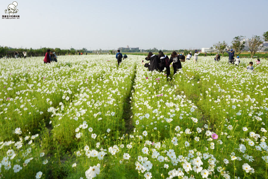 花田喜事 橋頭景點 橋頭花海 (18 - 38).jpg