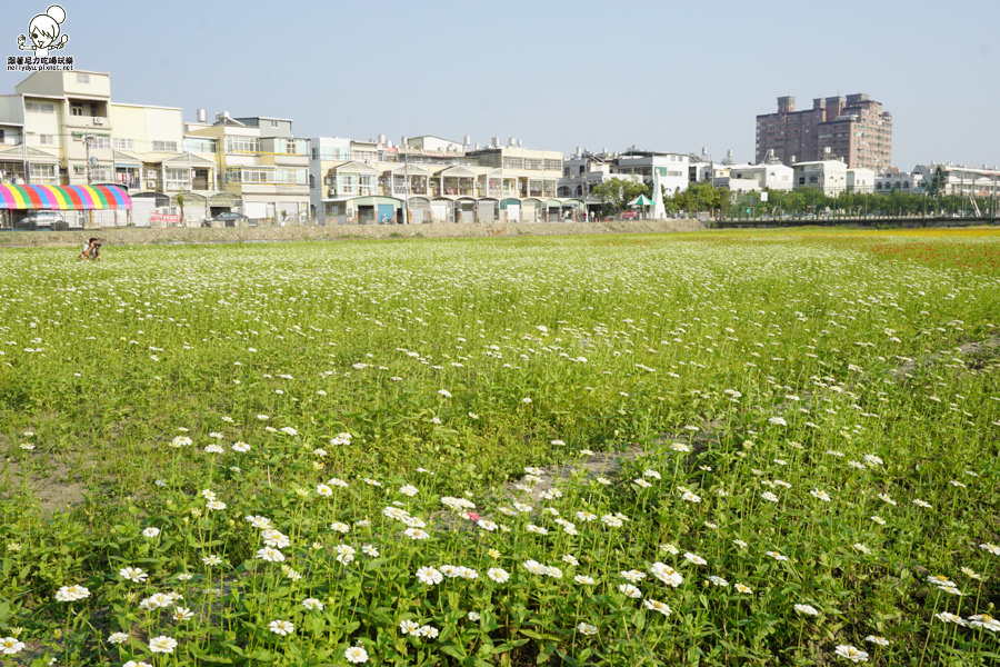 花田喜事 橋頭景點 橋頭花海 (20 - 38).jpg