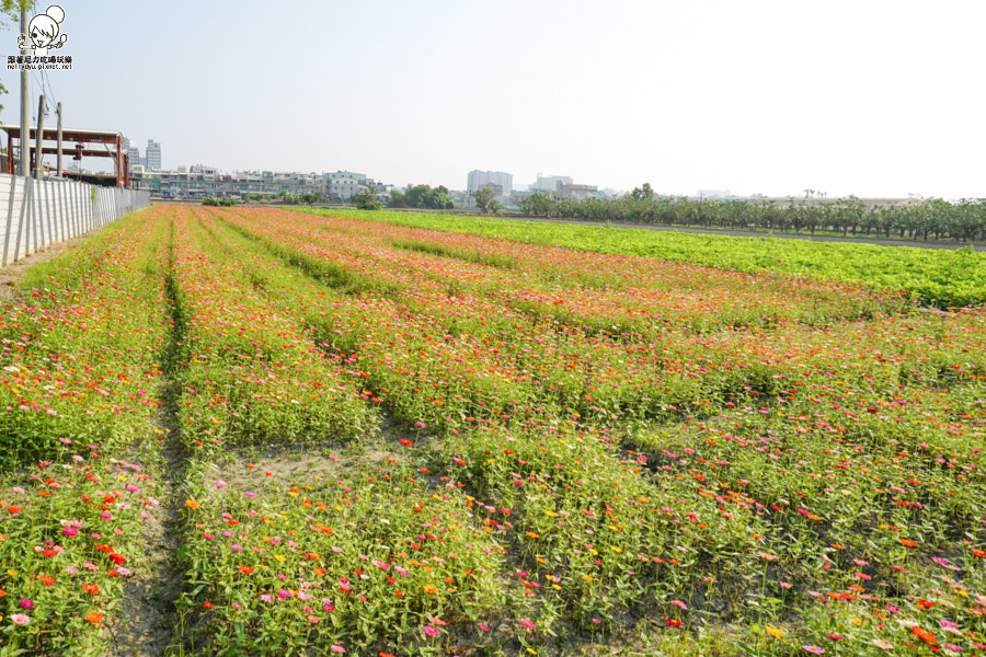 花田喜事 橋頭景點 橋頭花海 (23 - 38).jpg