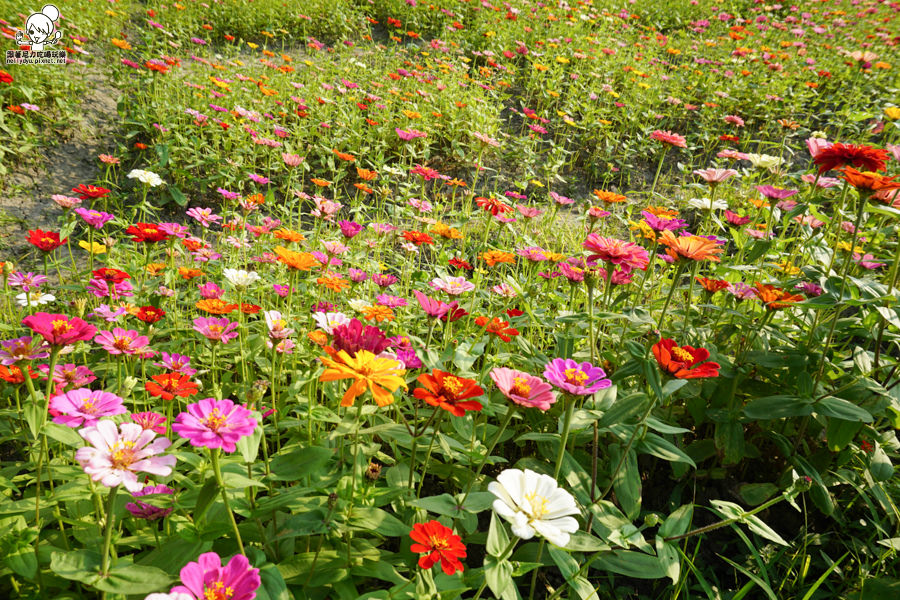 花田喜事 橋頭景點 橋頭花海 (24 - 38).jpg