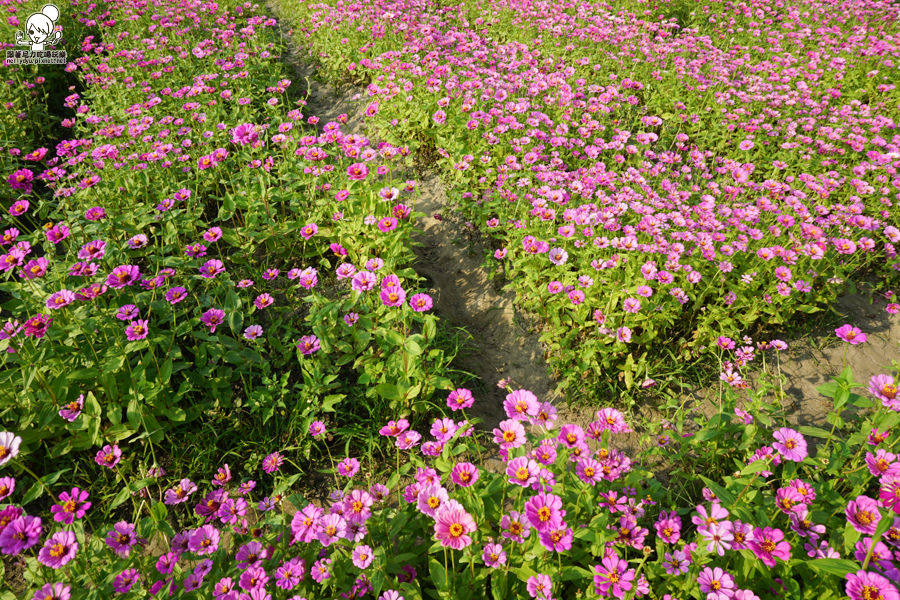 花田喜事 橋頭景點 橋頭花海 (26 - 38).jpg