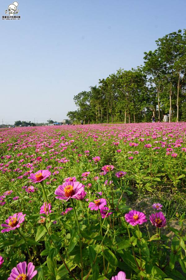 花田喜事 橋頭景點 橋頭花海 (27 - 38).jpg