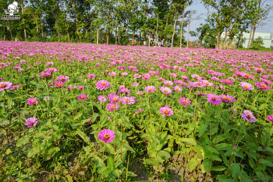 花田喜事 橋頭景點 橋頭花海 (29 - 38).jpg