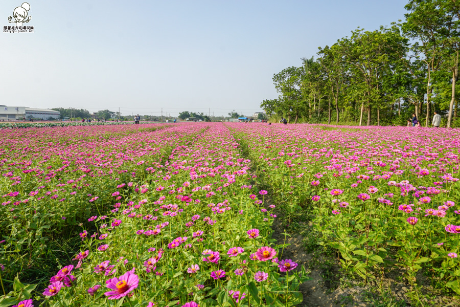 花田喜事 橋頭景點 橋頭花海 (28 - 38).jpg