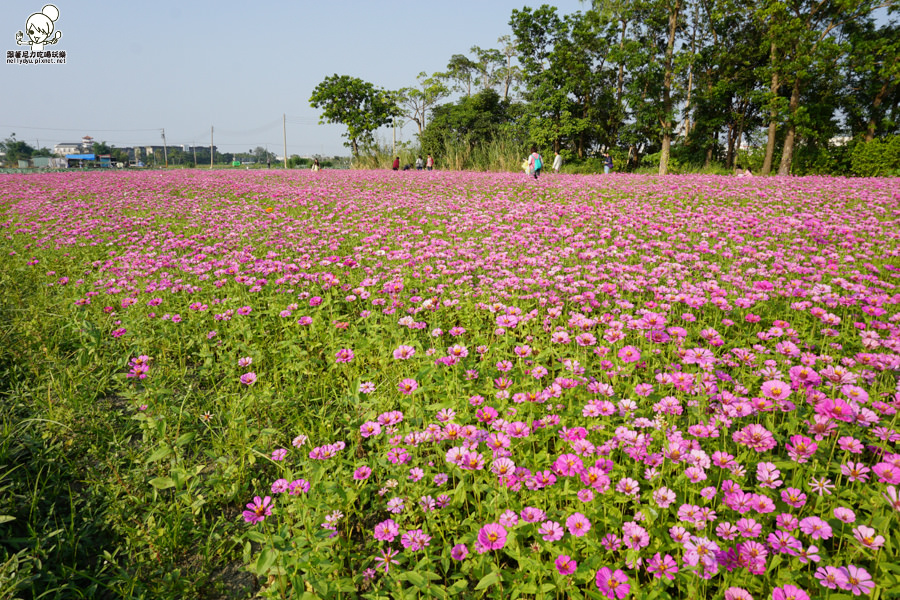 花田喜事 橋頭景點 橋頭花海 (30 - 38).jpg