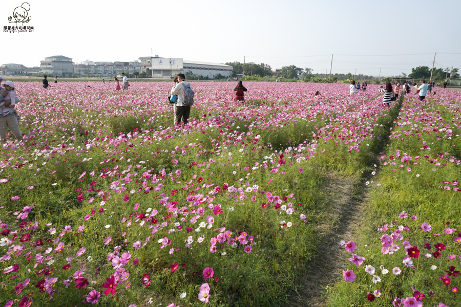 花田喜事 橋頭景點 橋頭花海 (31 - 38).jpg