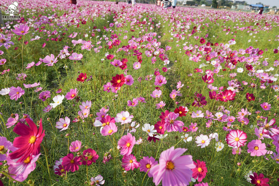 花田喜事 橋頭景點 橋頭花海 (32 - 38).jpg