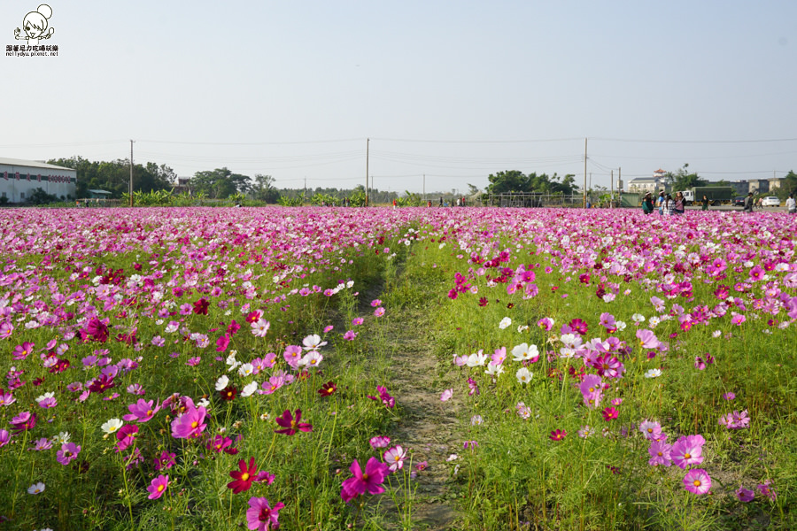 花田喜事 橋頭景點 橋頭花海 (33 - 38).jpg