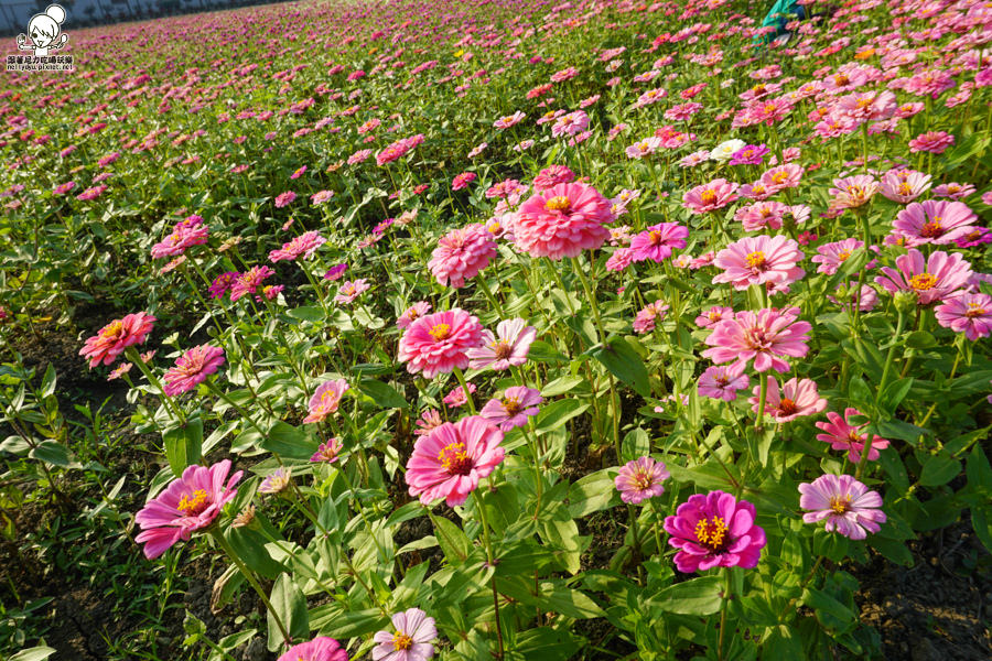 花田喜事 橋頭景點 橋頭花海 (35 - 38).jpg