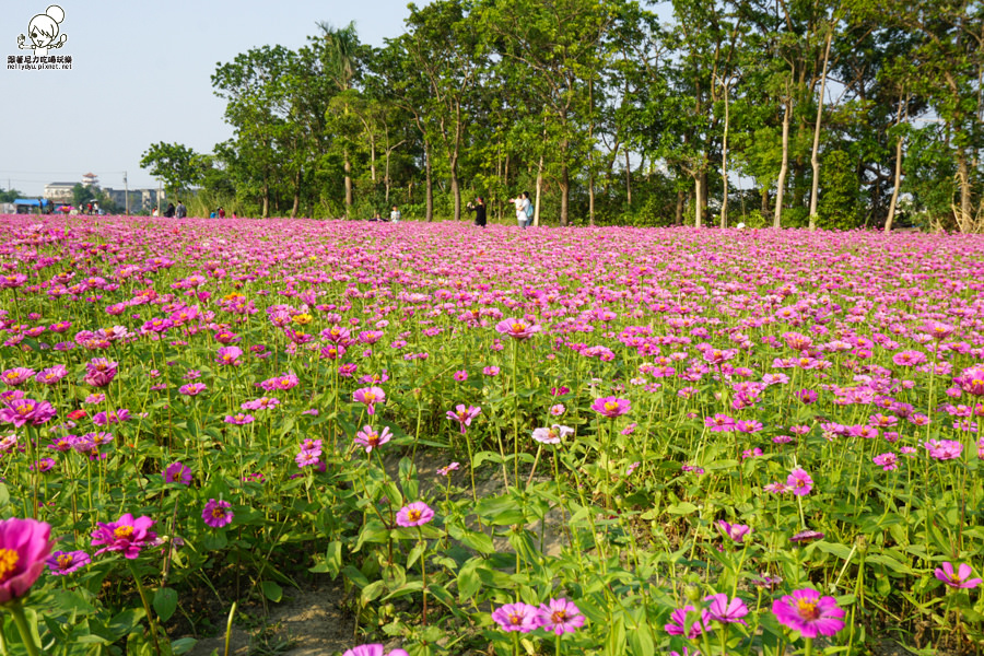 花田喜事 橋頭景點 橋頭花海 (36 - 38).jpg