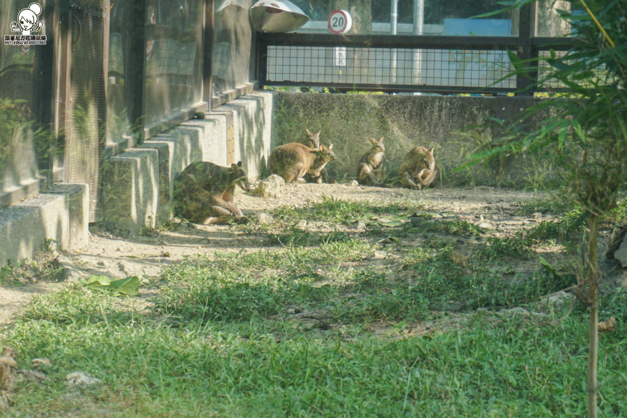 壽山動物園 (10 - 40).jpg