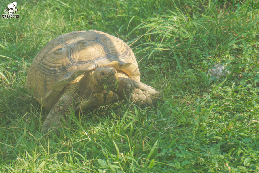 壽山動物園 (11 - 40).jpg