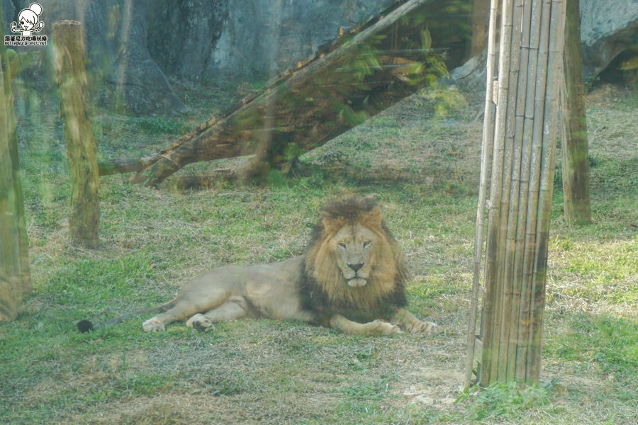 壽山動物園 (20 - 40).jpg