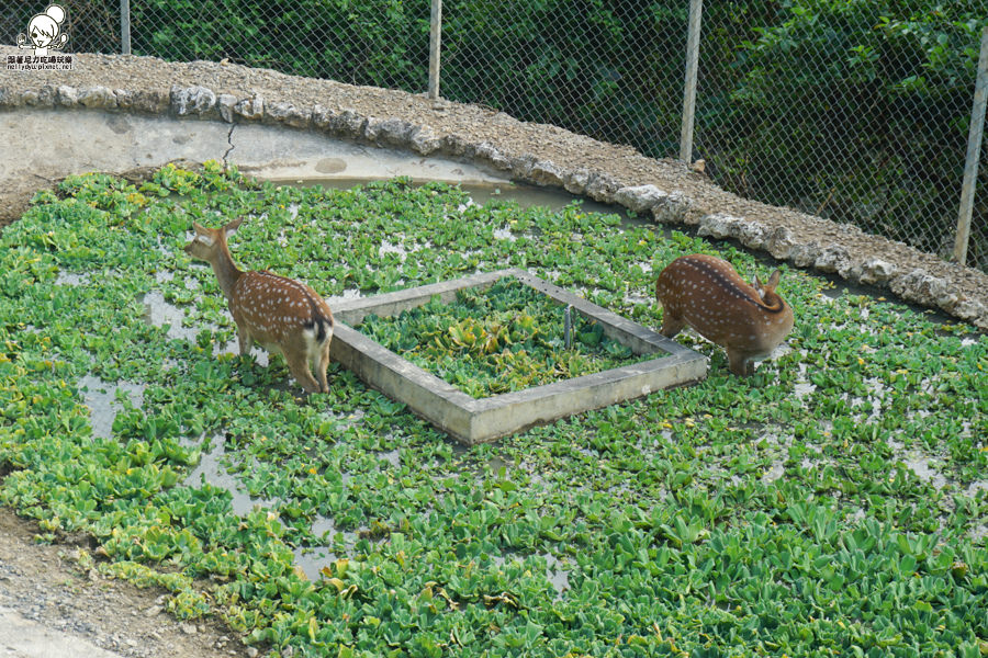 壽山動物園 (27 - 40).jpg