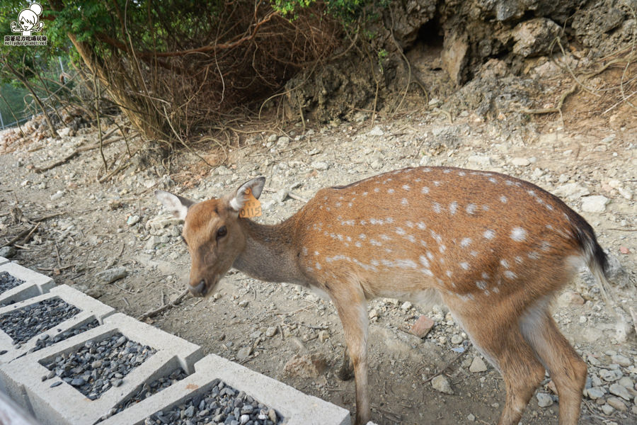 壽山動物園 (28 - 40).jpg