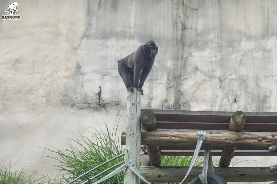 壽山動物園 (31 - 40).jpg