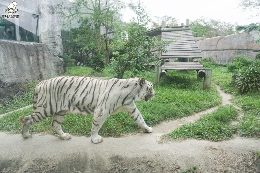 壽山動物園 (38 - 40).jpg