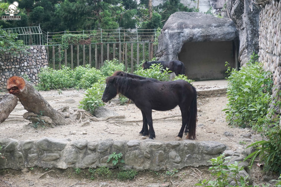 壽山動物園 (39 - 40).jpg