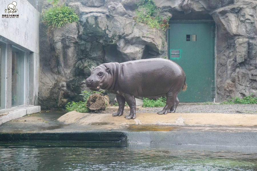 壽山動物園 (40 - 40).jpg