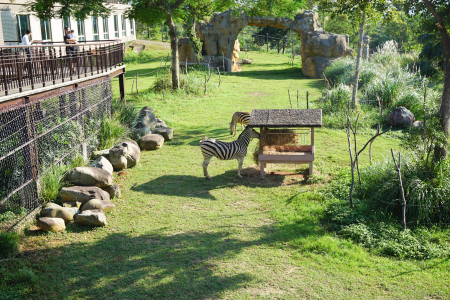 六福莊 六福村 野生動物 非洲 親子旅遊 親子住宿 (24 - 70).jpg