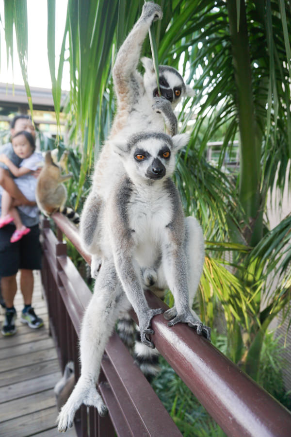 六福莊 六福村 野生動物 非洲 親子旅遊 親子住宿 (28 - 70).jpg