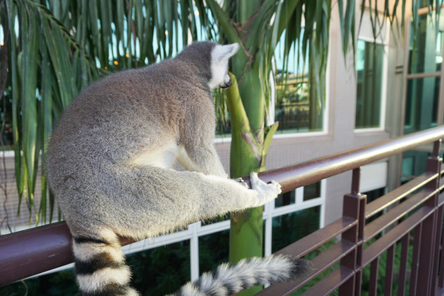 六福莊 六福村 野生動物 非洲 親子旅遊 親子住宿 (29 - 70).jpg