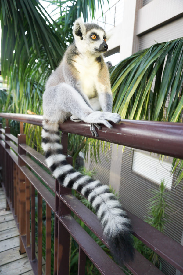 六福莊 六福村 野生動物 非洲 親子旅遊 親子住宿 (31 - 70).jpg