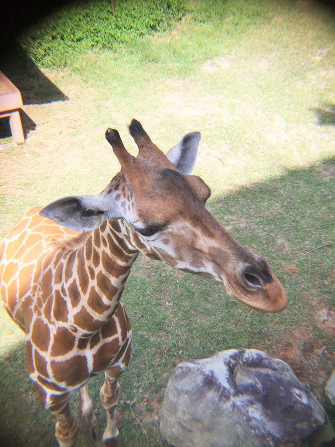 六福莊 六福村 野生動物 非洲 親子旅遊 親子住宿2 (6 - 6).jpg