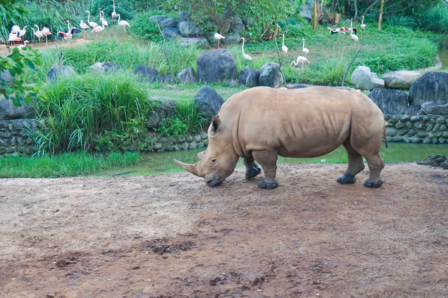 六福莊 六福村 野生動物 非洲 親子旅遊 親子住宿 (32 - 70).jpg